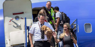 Aerolínea Southwest Airlines viaja con perros y gatos rescatados del huracán Harvey