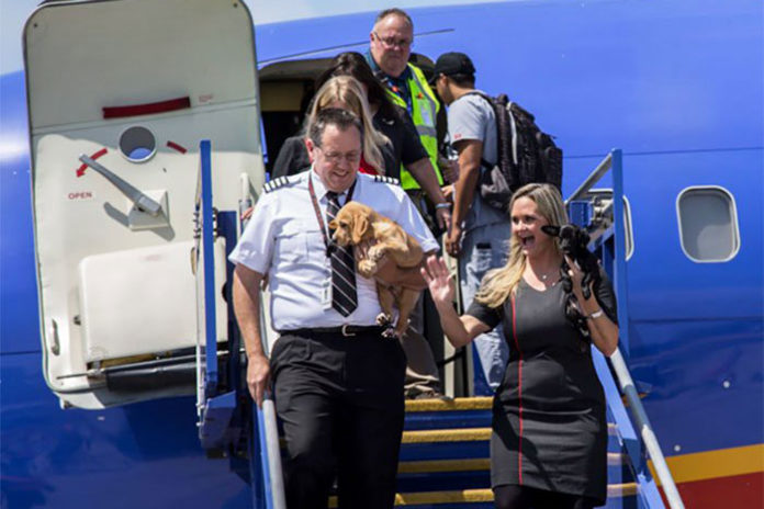 aerolinea-southwest-airlines-viaja-con-perros-y-gatos-rescatados-del-huracan-harvey