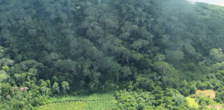 La Libertad registra 68 mil hectáreas de bosques húmedos amazónicos al 2016