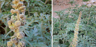 Planta andina «Ambrosia arborescens» es capaz de impedir la metástasis en cáncer de mama