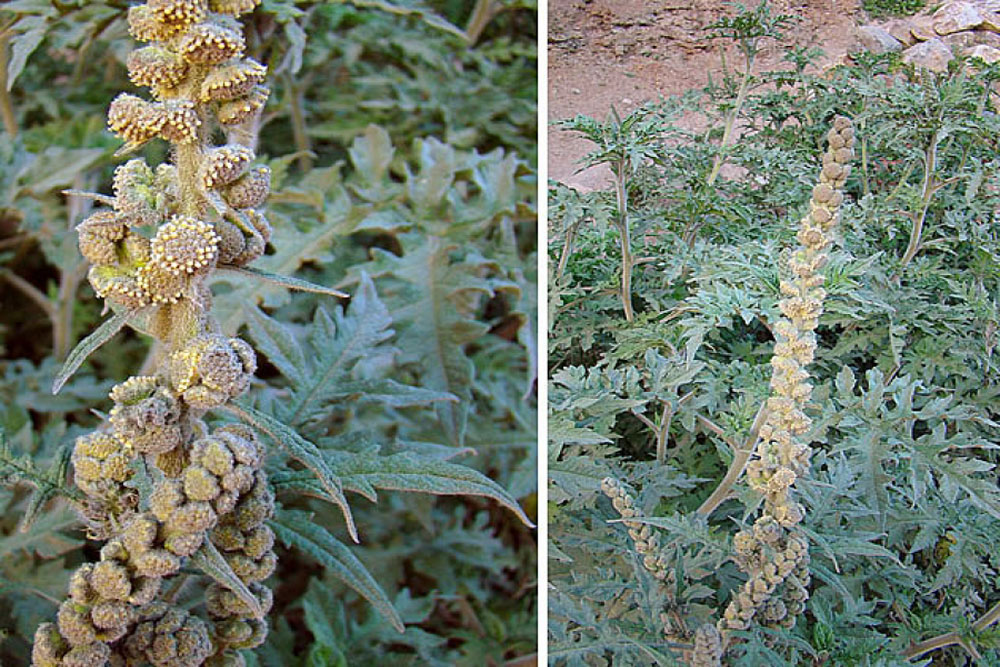 planta-andina-ambrosia-arborescens-es-capaz-de-impedir-la-metastasis-en-cancer-de-mama