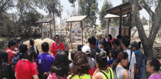 Brindan mantenimiento al área del bosquecillo del Museo de Chan Chan