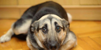 Las expresiones faciales de los perros dependen de cuánta atención reciben