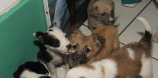 MPT rescata mascotas que eran vendidas en pésimas condiciones