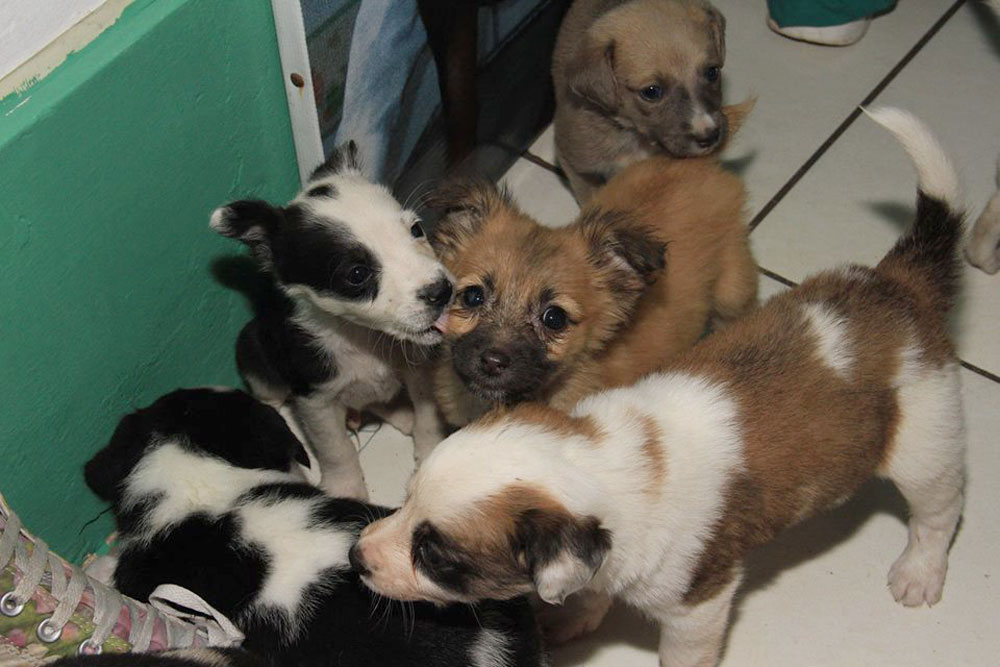 mpt-rescata-mascotas-que-eran-vendidas-en-pesimas-condiciones