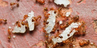 Veneno de la Hormiga de fuego sería nuevo tratamiento contra la Psoriasis
