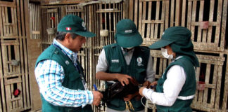 Senasa vacuna miles de aves para prevenir enfermedad de Newcastle en La Libertad