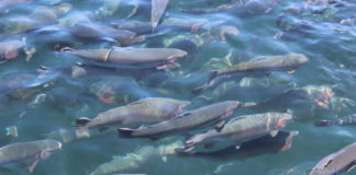 UNT realizará taller de Crianza de trucha y su proyección al 2030