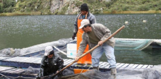 ADEX informa que envío de trucha peruana sigue en alza