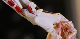Desarrollan músculos artificiales para prótesis el humanos y robots