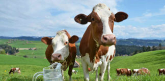 Afirman que la leche evaporada tiene los mismos nutrientes que la leche entera
