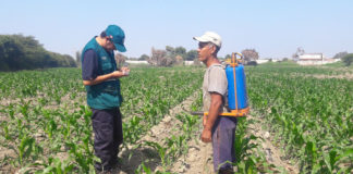 Minagri anuncia que plaga de langosta no representa peligro para agricultura en La Libertad