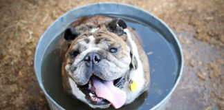 Recomendaciones para cuidar a tu mascota de los golpes de calor