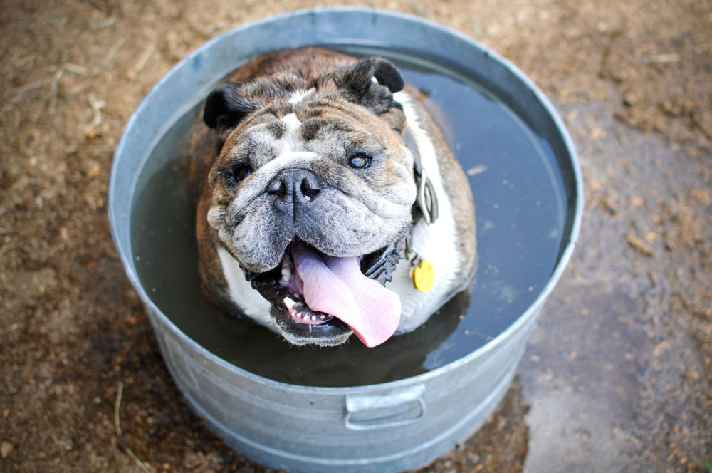 recomendaciones-para-cuidar-a-tu-mascota-de-los-golpes-de-calor