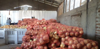 Senasa certifica cebolla fresca para exportación en La Libertad