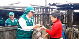 Senasa vacuna más de 138 mil cerdos para prevenir peste porcina clásica en La Libertad