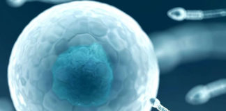 Científicos crean los primeros óvulos humanos en laboratorio