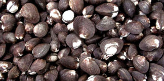 Inicia la Temporada de veda de la concha negra y huequera en Perú