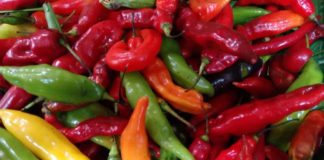 Minagri declara primer viernes de setiembre el «Día de los ajíes peruanos»