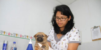 MPT sigue con las inscripciones para esterilización gratuita de mascotas en abandono