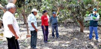 Senasa evalúa más de 800 hectáreas de cultivos para el control de roedores en La Libertad