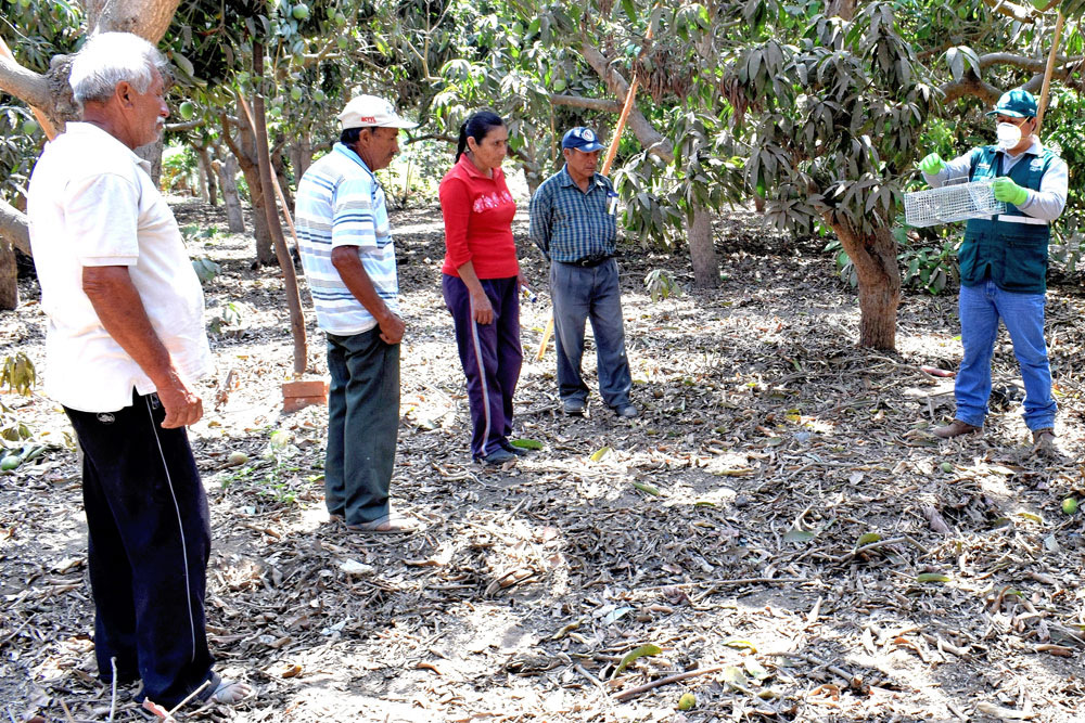 senasa-evalua-mas-de-800-hectareas-de-cultivos-para-el-control-de-roedores-en-la-libertad