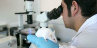 Científicos desarrollan unos Fotorreceptores artificiales que devuelven visión a ratones ciegos