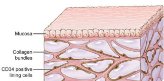 Descubren el intersticio un órgano desconocido en la anatomía humana