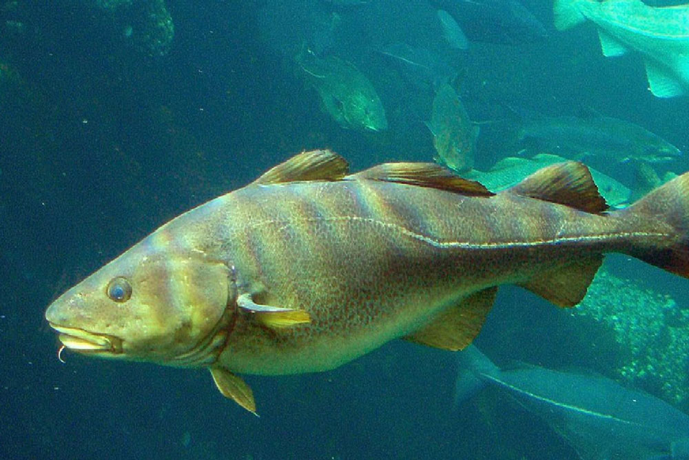 peru-exporta-bacalao-por-mas-de-us-803000-en-primer-bimestre