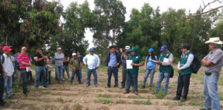 Senasa dicta curso sobre medidas fitosanitarias para exportación de palta Hass