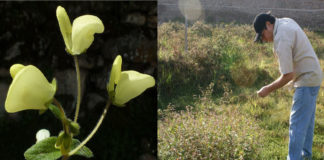 Equipo de investigadores de UNT y UPAO descubren nueva especie de flor en Salpo