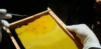 Fortalecen apicultura de Bolívar para su inserción en al mercado de La Libertad