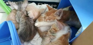 Gatitos rescatados se encuentran en la Veterinaria de la MPT esperando ser adoptados