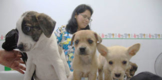 MPT logra rescatar más de 300 mascotas que eran vendidas de manera ilegal