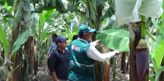 Senasa evalúa campos de cultivo de banano orgánico en Chepén