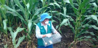 Senasa mantiene acciones de control de roedores en beneficio de agricultores de Virú