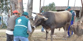MINAGRI atiende a ganado bovino, caprino y ovino de Centro Poblado Collambay