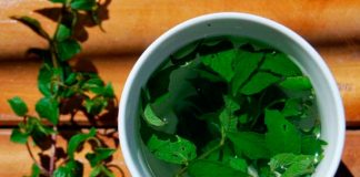 Científico peruano demuestra que la muña es eficaz contra la gastritis