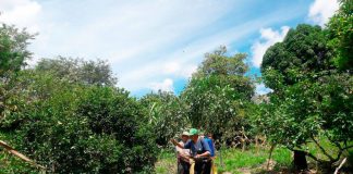 Previenen y exterminan plagas en cultivos en distrito de Longotea en Bolívar