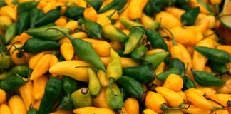 GRLL busca potenciar el cultivo del ají mochero y exportarlo a EE.UU.