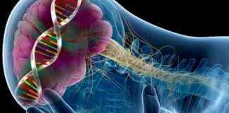 Científicos descubren que la Serotonina es capaz de acelerar el Aprendizaje