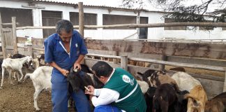 MINAGRI evalúa situación sanitaria de la Brucelosis caprina en La Libertad