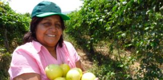 Adex trabaja para mantener a Perú como exportador líder de maracuyá