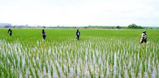 MINAGRI reactivará el Consejo Nacional del Arroz