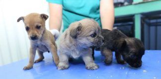 MPT rescata mascotas que eran vendidas en los alrededores del mercado ExMayorista