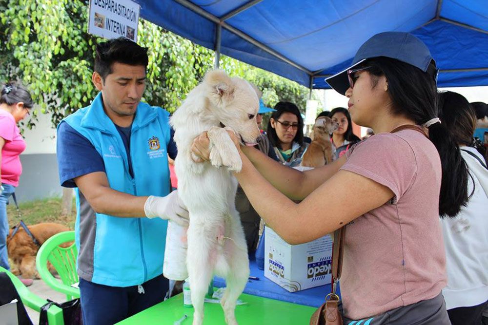 mascotas-atendidas-campana-municipal-colita-feliz