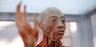 Trujillanos podrán acceder a exhibición del cuerpo humano real en el Mall Plaza