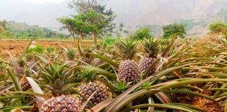Agricultores de Poroto son capacitados para producir y exportar Piña Golden