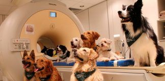 Investigación indica que los perros entenderían las palabras