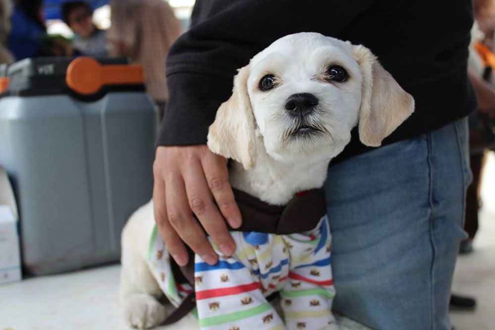mascotas-beneficiadas-campana-veterinaria-colita-feliz